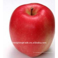 7,5 cm FUJI APPLE yantai